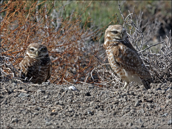 Burrowing Owl burrowing_owl_69289.psd