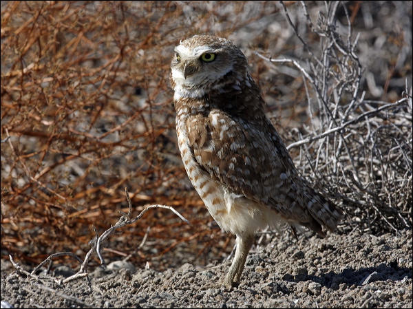 Burrowing Owl burrowing_owl_69294.psd