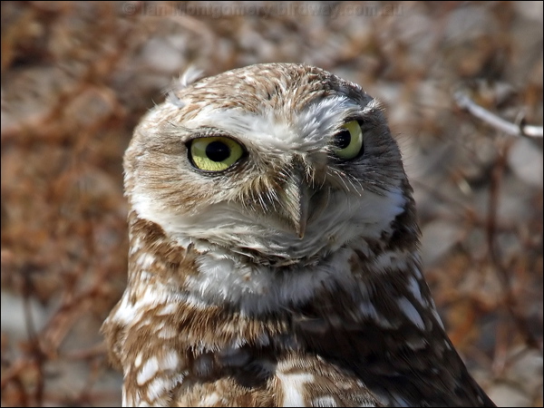 Burrowing Owl burrowing_owl_69299-2.psd