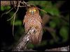 Click here to enter gallery and see photos/pictures/images of Christmas Island Hawk-Owl