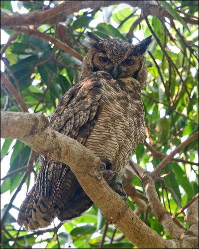 Great Horned Owl great_horned_owl_204741.psd