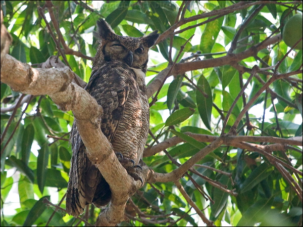 Great Horned Owl great_horned_owl_205016.psd