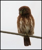 Click here to enter gallery and see photos/pictures/images of Pacific Pygmy-Owl