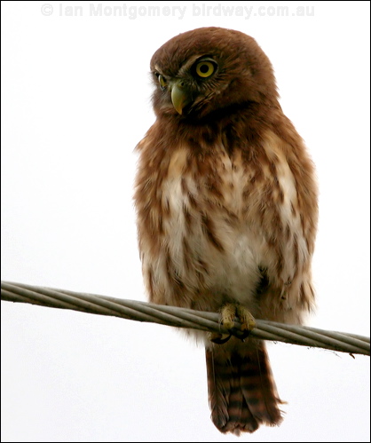 Pacific Pygmy Owl pacific_pygmy_owl_27112.psd