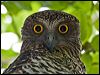 Click here to enter gallery and see photos/pictures/images of Powerful Owl