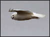 Click here to enter gallery and see photos/pictures/images of Snowy Owl