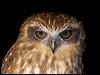Click here to enter gallery and see photos of: Spectacled, Snowy, Little, Burrowing, Powerful, Rufous and Barking Owl; Spotted Eagle-Owl; Buffy Fish-Owl; Brown Wood-Owl; Eurasian, Pacific/Peruvian Pygmy-Owl; Brown and Christmas Island Hawk-Owl; Spotted Owlet; Southern Boobook