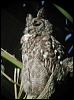 spotted_eagle_owl_04305