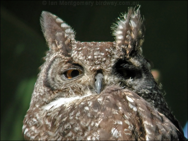 Spotted Eagle-owl spotted_eagle_owl_04336.psd