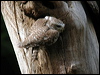 spotted_owlet_17606