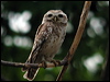 spotted_owlet_17609