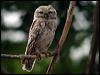 spotted_owlet_17613