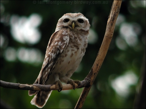 Spotted Owlet spotted_owlet_17609.psd
