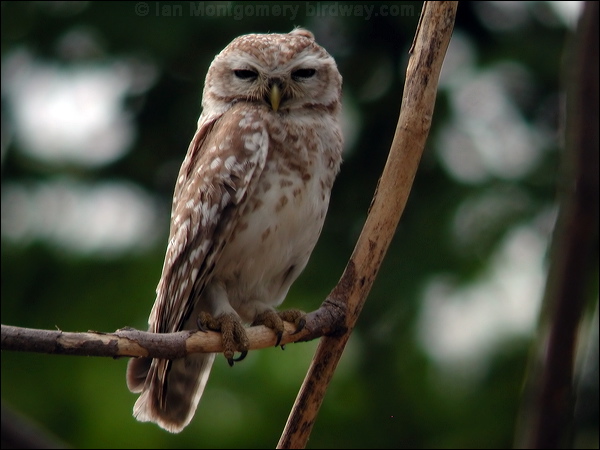 Spotted Owlet spotted_owlet_17613.psd