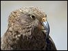Click here to enter gallery and see photos of: Kea
