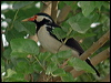 Click here to enter gallery and see photos/pictures/images of Pied Myna