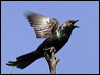 Click here to enter gallery and see photos of: Metallic, Striated, Common, Spotless, Asian Pied, Black-collared and Red-winged Starlings; Common, Bank and Jungle Mynas.