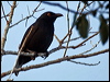 Click here to enter gallery and see photos/pictures/images of Striated Starling