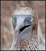 blue_footed_booby_27577