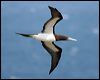 brown_booby_39062