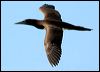 brown_booby_39347