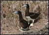 brown_booby_39445