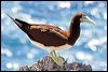 brown_booby_39484