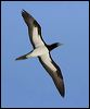 brown_booby_45211