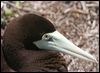 brown_booby_45289