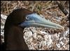 Click here to enter gallery and see photos of Brown Booby