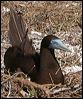 brown_booby_45960