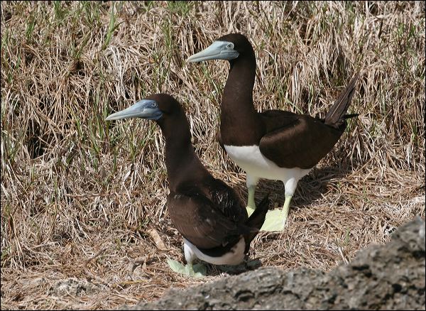 Brown Booby brown_booby_39445.psd