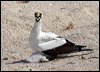 masked_booby_44845