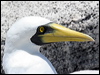 masked_booby_45205