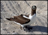 masked_booby_45519