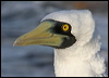 Click here to enter gallery and see photos of: Northern, Australian Gannet; Abbott's, Blue-footed, Peruvian, Masked, Nazca, Red-footed, Brown Booby