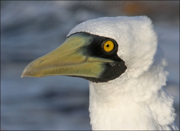 Masked Booby masked_booby_45575.psd