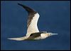 red_footed_booby_39043