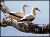 red_footed_booby_39175