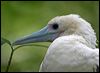 red_footed_booby_40365