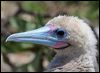 Click here to enter gallery and see photos of Red-footed Booby