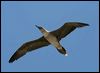 red_footed_booby_45214