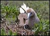 red_footed_booby_45300