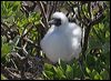 red_footed_booby_45864