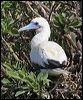 red_footed_booby_45911