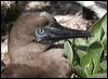 red_footed_booby_46009