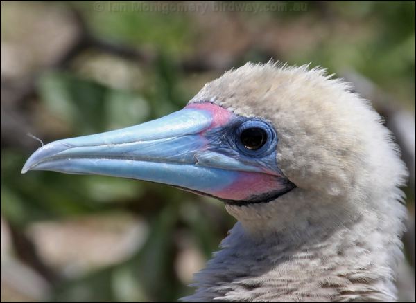 Red-footed Booby red_footed_booby_45069.psd