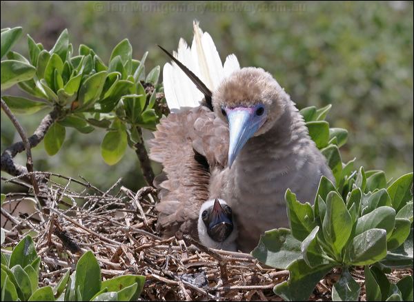 Red-footed Booby red_footed_booby_45300.psd