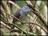 Click here to enter gallery and see photos of: Sardinian Warbler; Common Whitethroat; Blackcap, White-browed Fulvetta, Wrentit.