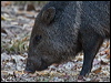 Click here to enter gallery and see photos/pictures/images of Collared Peccary